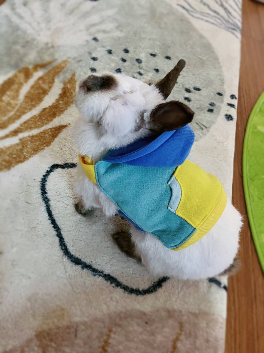 feathersOkapi's tweet image. 🥹