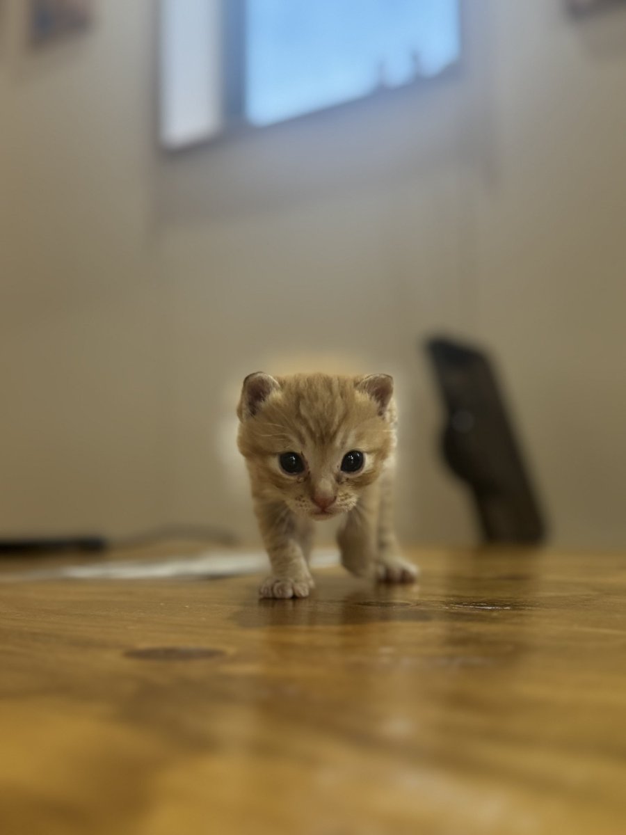 ポートレート撮影で、パヤ毛がオーラをまとってるみたいになった子猫

#保護猫