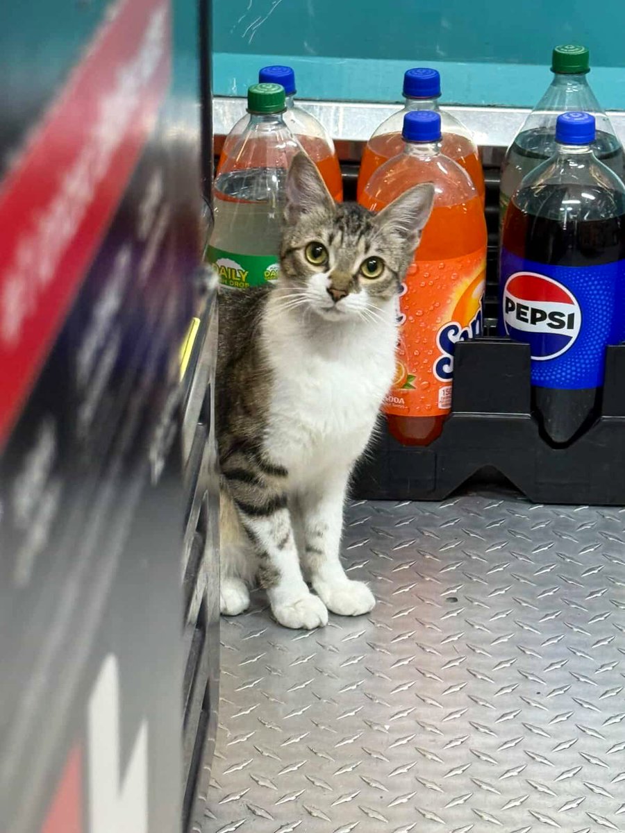 Bodega Cats (@bodegacats_) on Twitter photo 