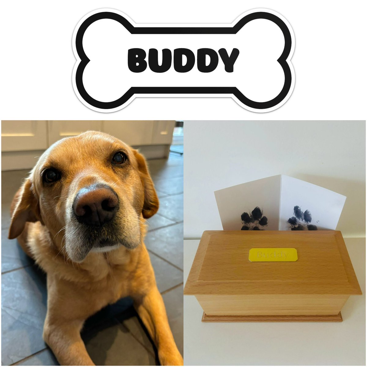 Heartbroken to share that we lost our beautiful Buddy after 12yrs last week. Today he came home to us and his family. This is for anyone he ever greeted with THAT tail when visiting us.. we’ll miss him beyond words!🐾 #RIPBuddyKelly x