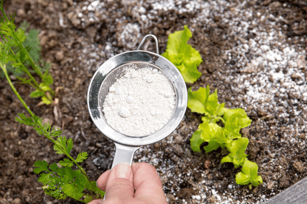 Rasnetworkgardn's tweet image. Ants invading your veggie patch? 🐜🥕
Don’t reach for harsh sprays—try these 7 natural methods that kick ants out without harming your plants
👉 rasnetwork.org/plant-diseases…
#NaturalPestControl #VegetableGardenTips #RASNetworkGardening