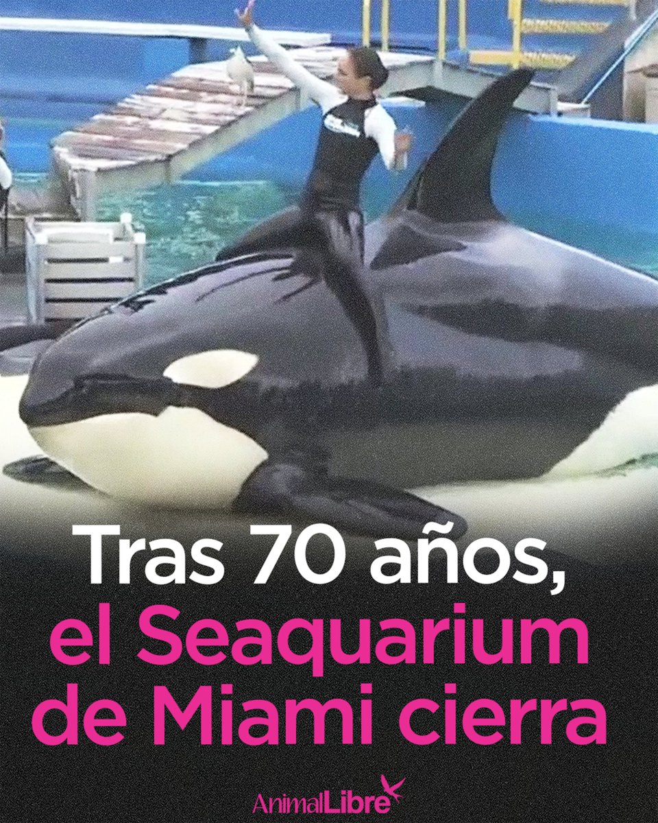 Después de más de 70 años, el Seaquarium de Miami cerrará sus puertas.
Un lugar que durante décadas simbolizó el cautiverio de mamíferos marinos será transformado en un nuevo espacio educativo sin espectáculos ni explotación, marcando un cambio histórico.