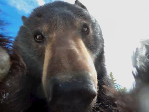 🐻 Bear 🌼 (@bearposting) on Twitter photo  🐻 Bear 🌼 (@bearposting) on Twitter photo