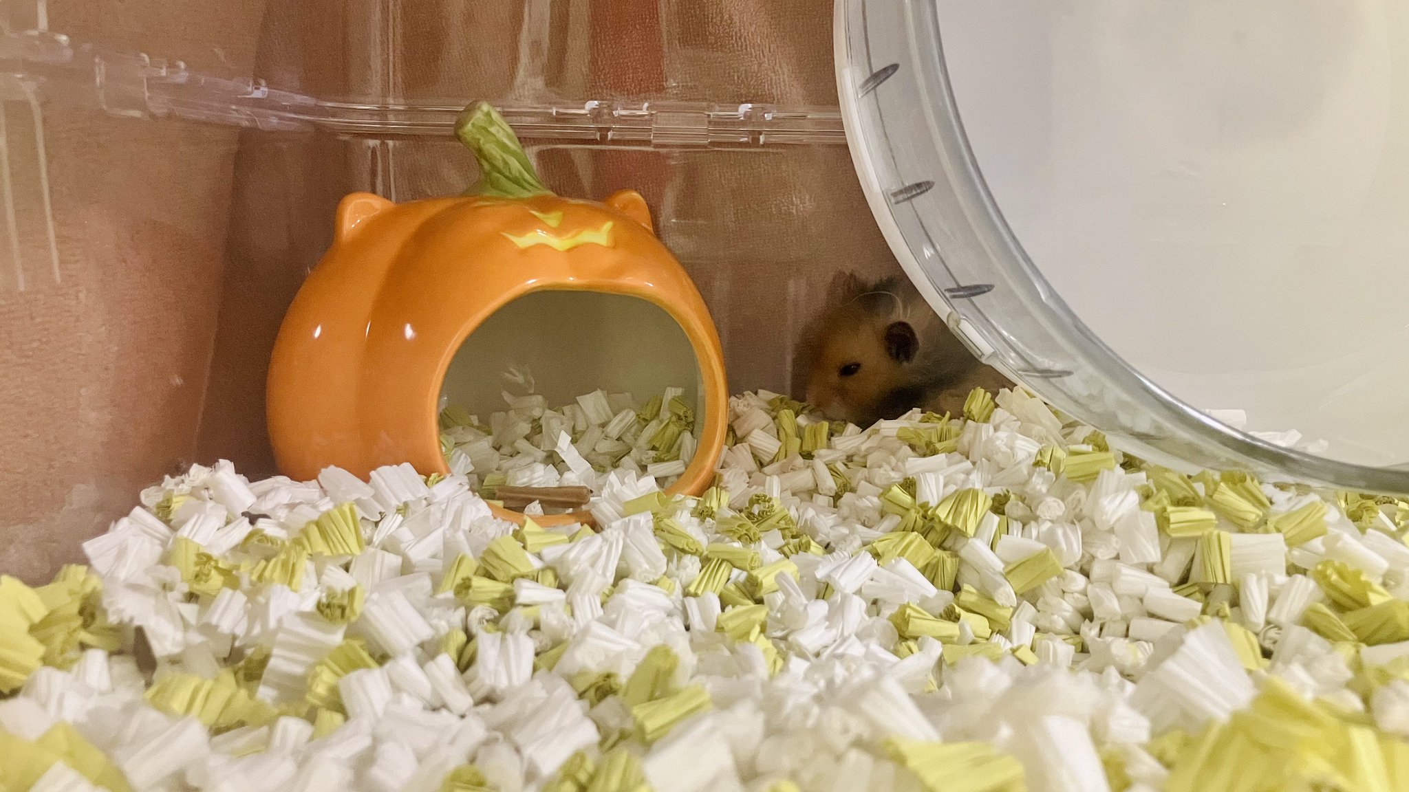 【中古】ないしょのハムスター ないしょのハムスター(1) フラワーC 中古漫画・コミック