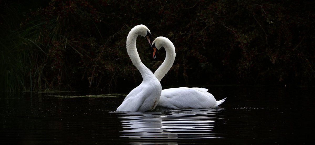 madeleine (@rem0te_jet) on Twitter photo 