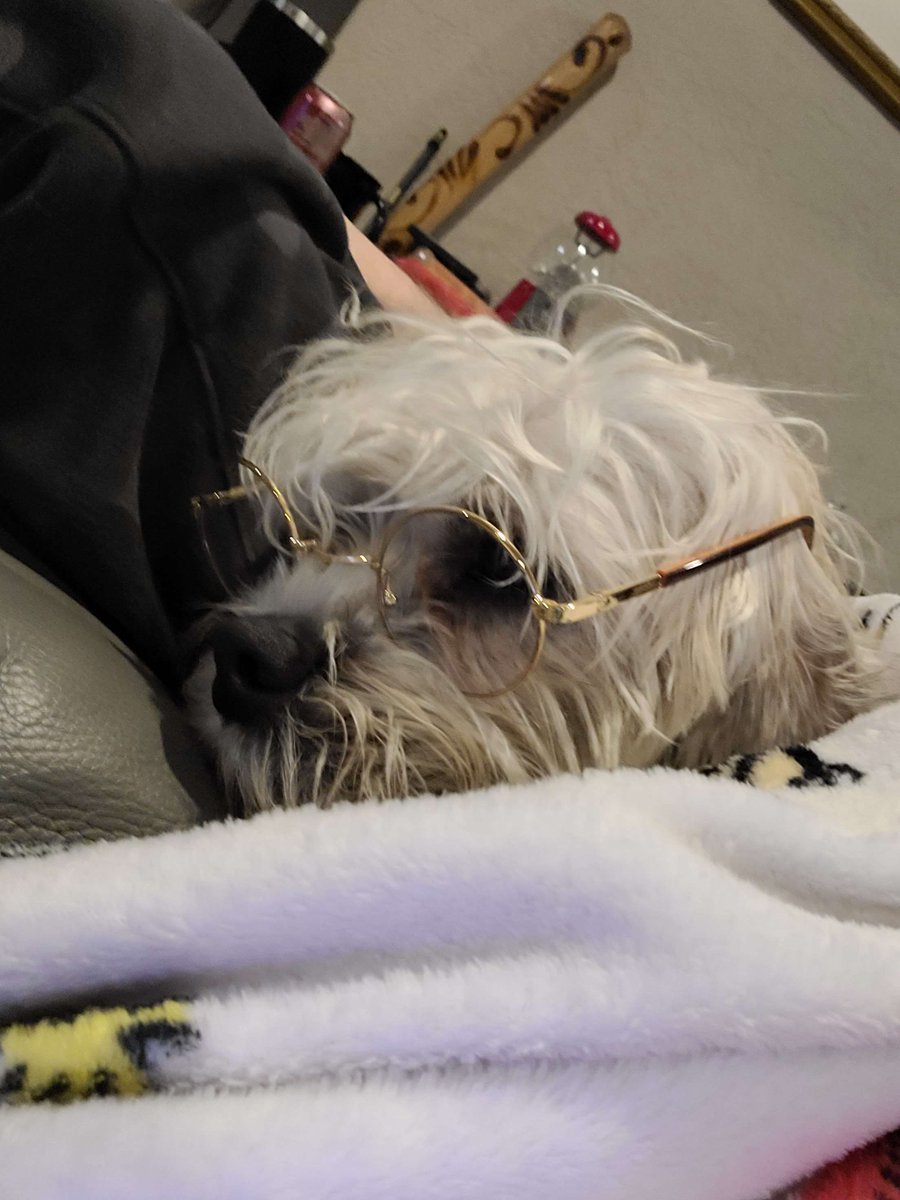 Squabibi's tweet photo. @Tectone My pup Scarlet https://t.co/X0gXI5ZKPe