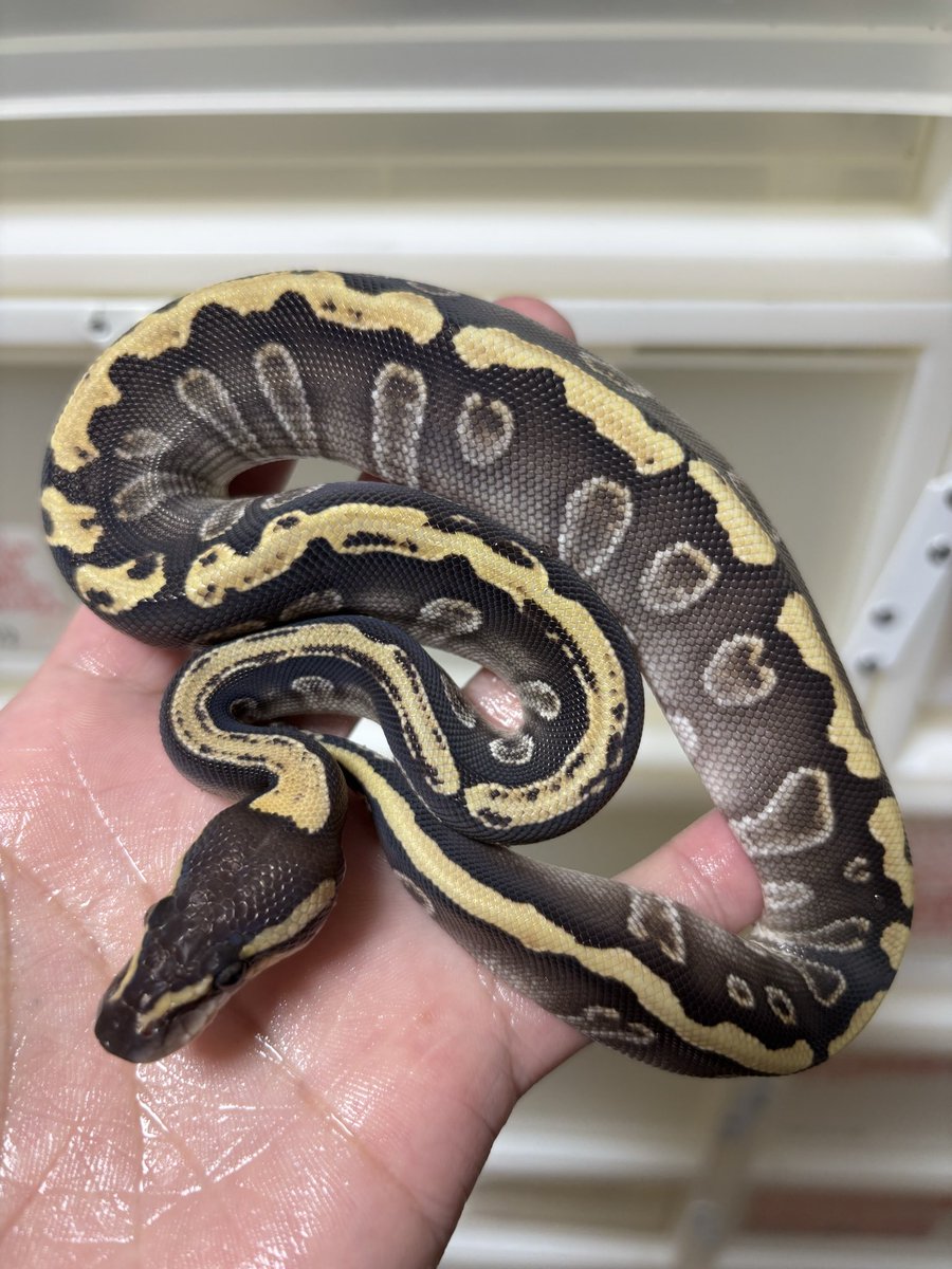 bbsmcb1's tweet image. 販売個体紹介！
GHIモハベhetクラウン66%ゴースト♀
¥90,000円税込