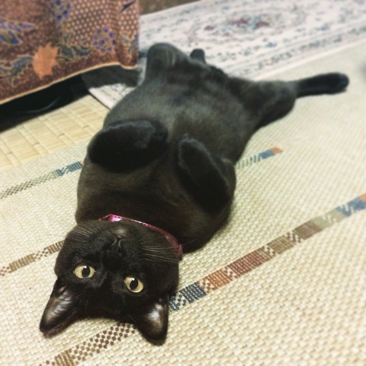 Pちゃん様★専用ページ Pちゃんに届け - Search / X