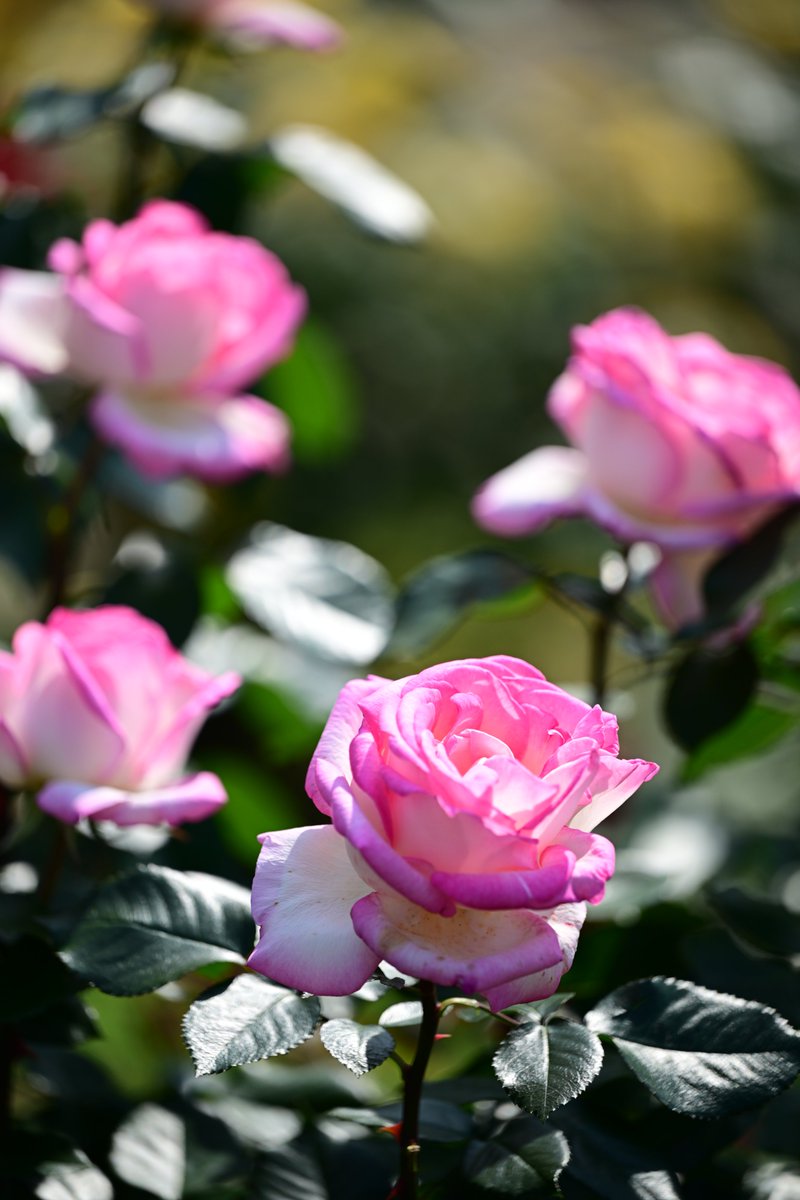 PAPUA_PHOTO's tweet image. 薔薇🌹　プリンセスドゥモナコ

#TLを花でいっぱいにしよう
#写真好きな人と繋がりたい