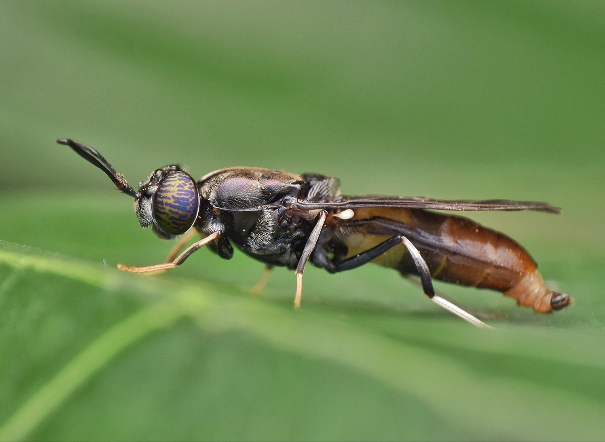 rakeshwarkapoor's tweet photo. In nature’s grand design, even the smallest wings serve a greater purpose. 
Hermetia illucens, Black soldier fly

#blacksoliderfly #naturephotography 
#insectsoftwitter #biodiversity 
 @bbcwildlife @natgeoindia @inaturalist https://t.co/DgHS8aYRpw