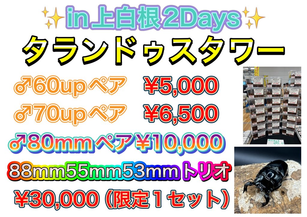 bug_forest's tweet image. タランドゥスタワーin上白根2Days🤩
@zero_stagbeetle 

昨夜の掘り出しで羽化した個体から多数のペアが作れたので、急遽決定です🔥

いつも通りの大特価で販売いたします、限定15ペアほどになると思うので、気になる方はお早めに😉