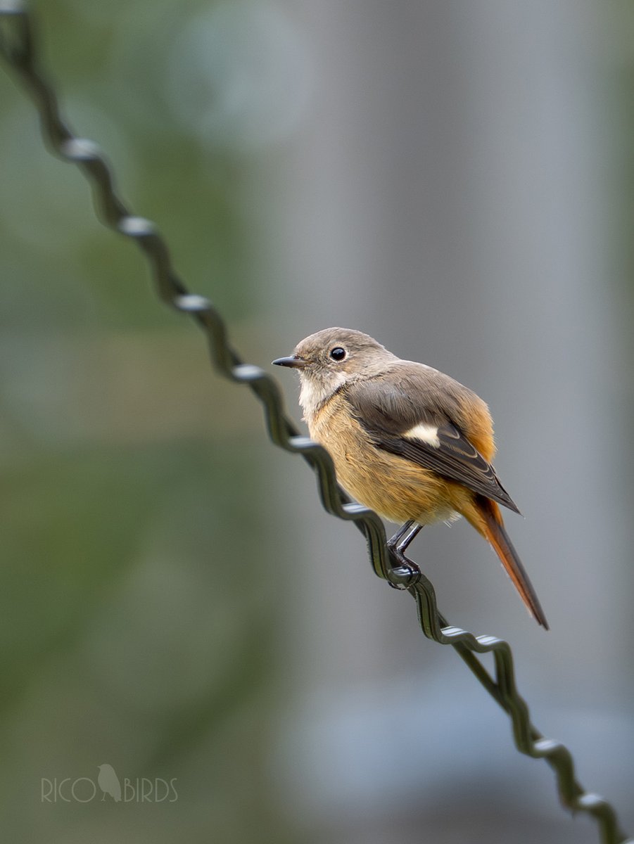 八ヶ岳南麓の朝の時間帯は大好物のもふもふ姿を拝めます♡
#ジョウビタキ #野鳥 #野鳥撮影