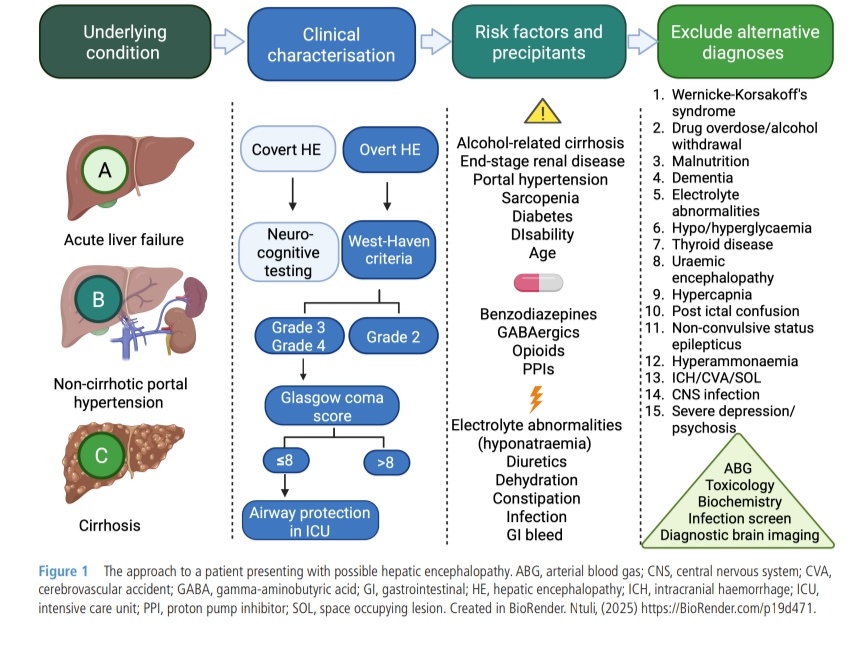 Leo_Santo5's tweet photo. Abordaje Diagnóstico dea Encefalopatía Hepática 😵‍💫🥼

🔰📚Frontline Gastroenterology 2025

doi:10.1136/flgastro-2025-103135

Enlace a Artículo Completo 👇🏻🆓✅https://t.co/xumUMHb5Li https://t.co/6wZZYNNoyn