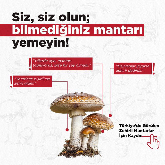 Infographic in Turkish with red warning text Siz siz olun bilmediginiz mantari yemeyin advising not to eat unknown mushrooms surrounded by caution bubbles noting yabani hayvanlari toplayoruz bilesiniz that animals collect them so be aware hayvani yerseniz zehir gider if you eat the animal the poison passes and yeterince pisilense zehir gider if washed enough the poison goes below images of three distinct mushroom species one with brown spotted cap and white stem another similar with orange spots and a third pale with white stem all labeled as zehirli poisonous types found in Turkey with a hand pointing to source for more details