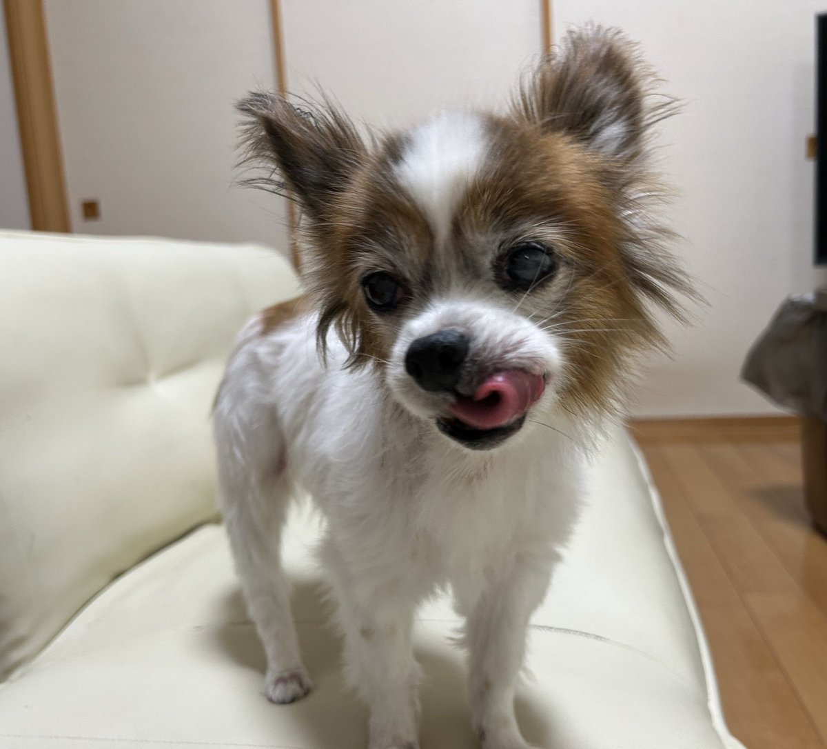 👤暑いんだか💦涼しいんだか
🐶ふむふむ
🌙今日も一日お疲れ様でした⭐️
🛌おやすみなさいぬん🐾