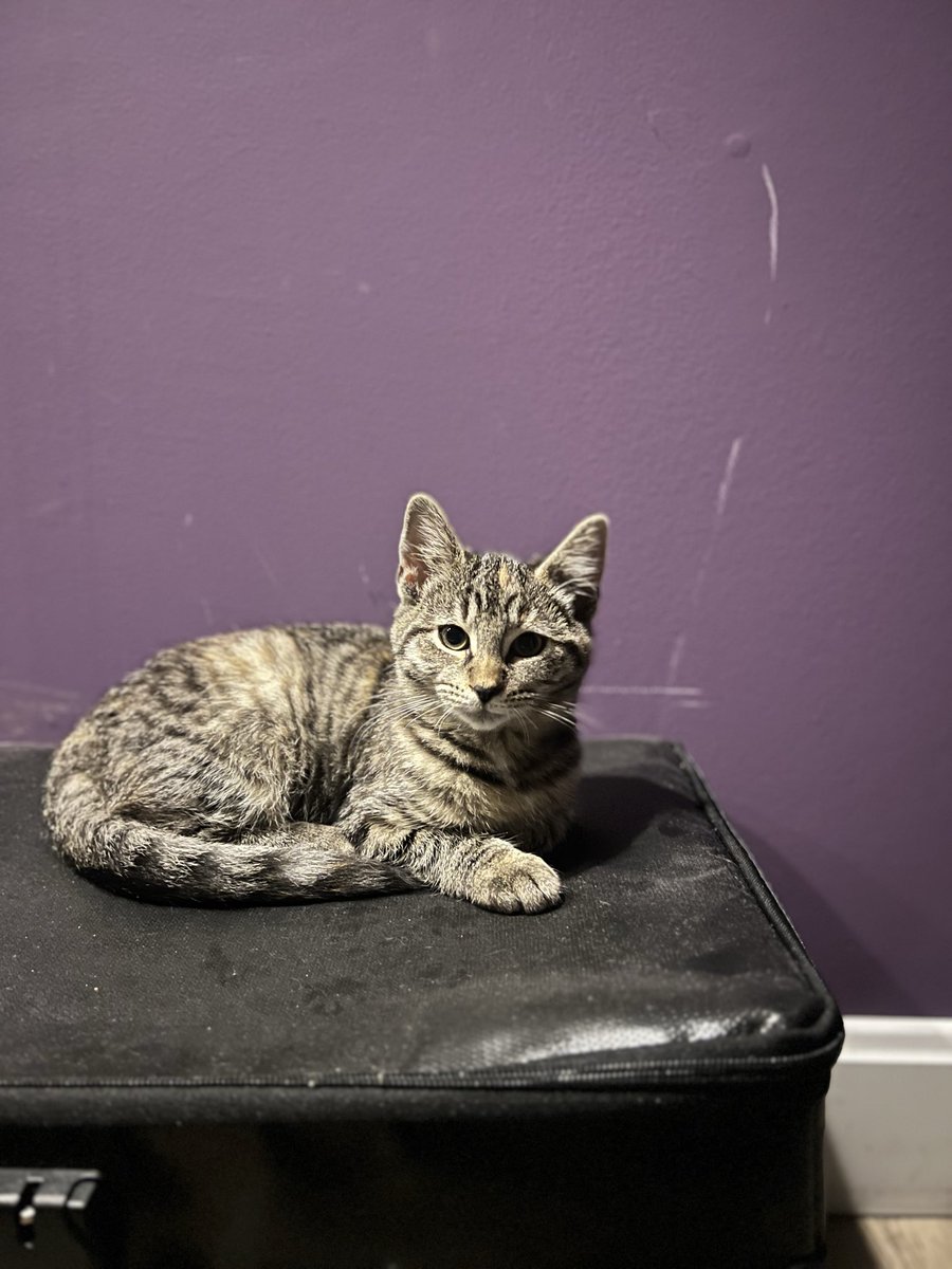 New kitten just dropped!
