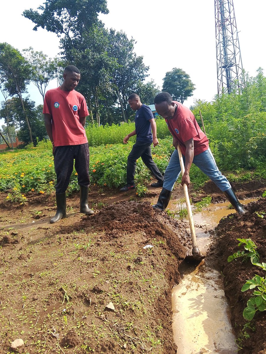 Iradukunda1650's tweet image. It is very important to cut run off in your farm in order to avoid high water lodging and improving soil fertility from leaching.
#SoiConservation
#MaintainSoilfertility
#WeForchange👊👊