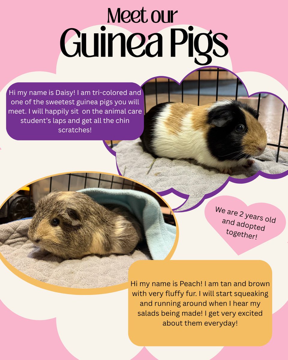 Meet our new guinea pigs, Peach and Daisy! They were named after the iconic duo from Mario Kart and are incredibly sweet and full of personality. Visitors can now visit Peach and Daisy in the Van Kley Museum or peek at them through the hallway windows!
