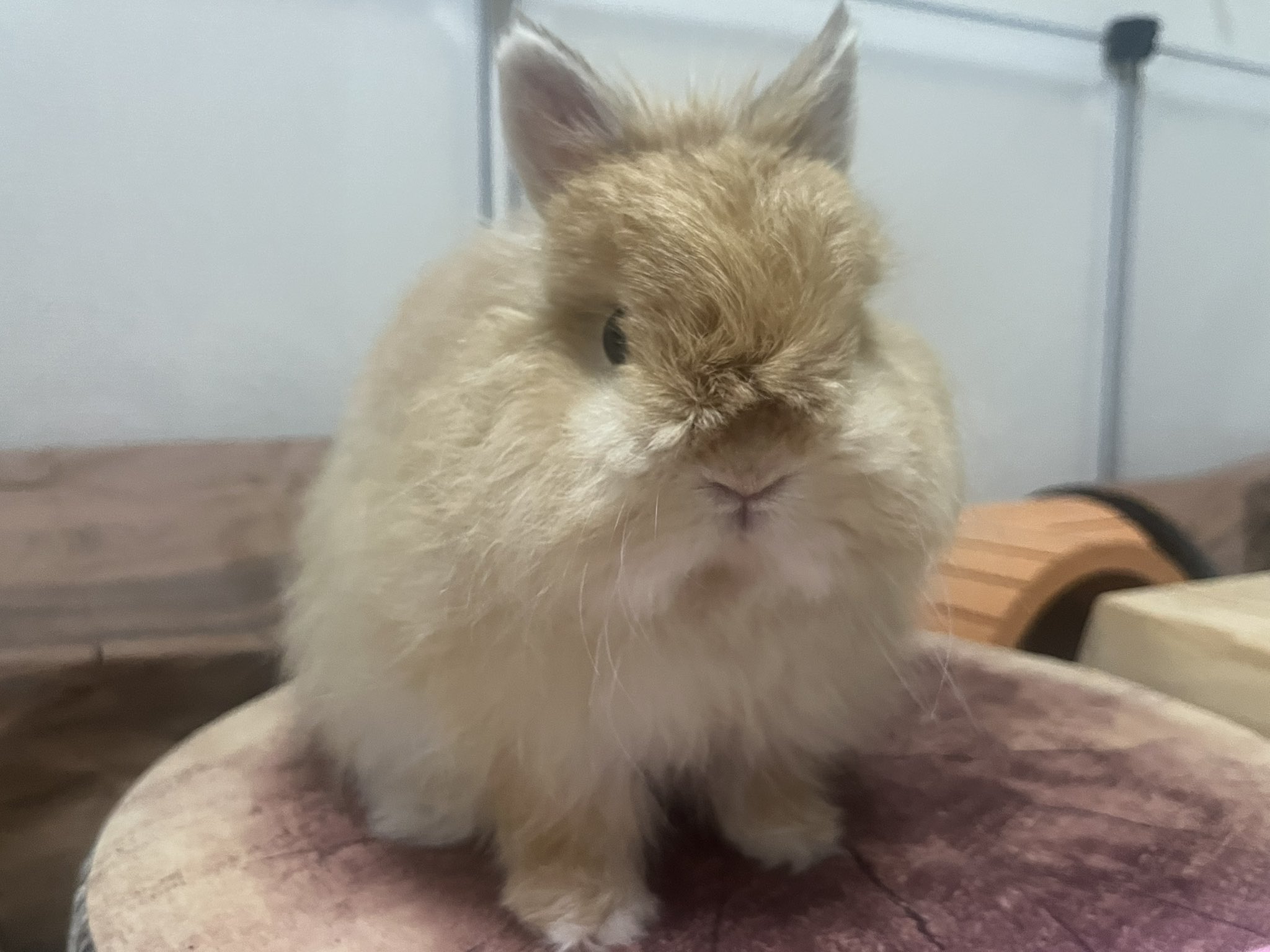 うさぎ ?media_id=3725776280068150946