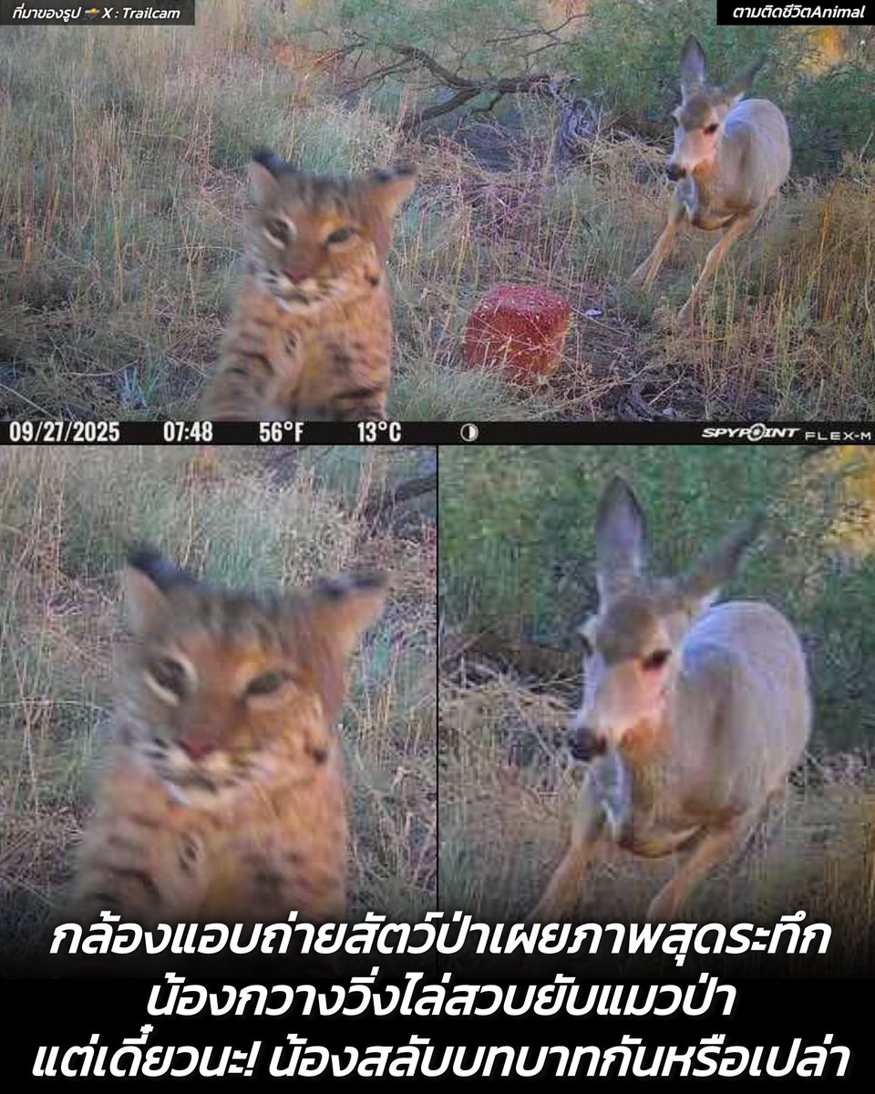 กล้องแอบถ่ายสัตว์ในอุทยานแห่งหนึ่งเผยภาพนาทีชีวิต หลังแมวป่าตัวหนึ่งวิ่งหนีกวางจนหูลู่ ราวกับไม่เอาอะไรแล้วขอแค่ให้รอกไปจากกวางตัวนี้ แต่ชาวเน็ตถึงกับเอ๊ะ น้องกำลังสลับบทบาทกันอยู่หรือเปล่า กลายเป็นภาพสุดฮาวันธรรมดาของสัตว์โลกไปซะอย่างงั้น 🐕🦌🤣
น้องกวาง : แกไม่รอดแน่แมวเป้า