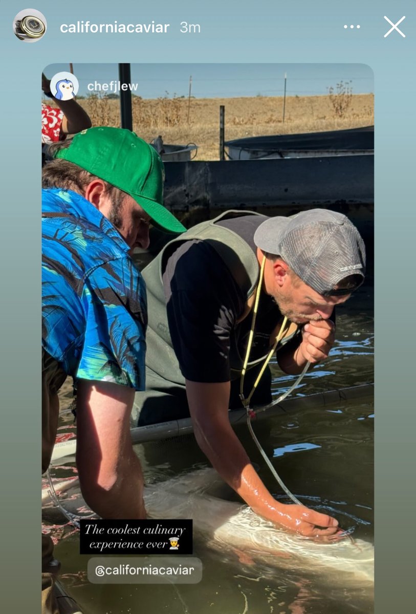 Justin Lewis🐧✳️👨🍳🔪 (@culinarycrypto) on Twitter photo When California Caviar Company reposts your story, and PENGU is your pfp on your professional account, it’s subliminal marketing for <a href="/pudgypenguins/">Pudgy Penguins</a> . Billions will huddle. <a href="/Pudgysushi/">Lil Omakase</a> caviar in the works👨🍳🐧🏁 When California Caviar Company reposts your story, and PENGU is your pfp on your professional account, it’s subliminal marketing for <a href="/pudgypenguins/">Pudgy Penguins</a> . Billions will huddle. <a href="/Pudgysushi/">Lil Omakase</a> caviar in the works👨🍳🐧🏁