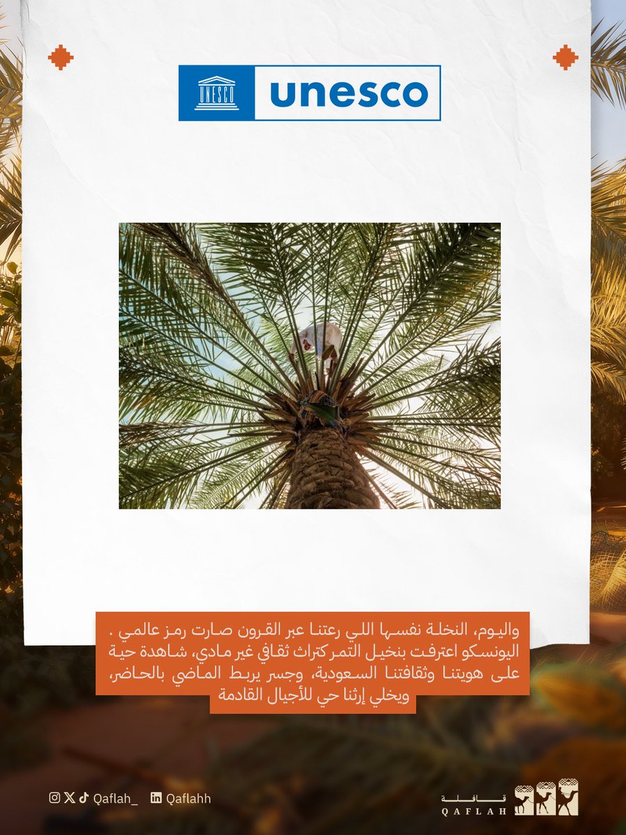 Qaflah_'s tweet image. تخيل شجرة وحدة وسط صحراء العُلا، الكل حواليها يقطف التمر ويضحك…  القصة وراها أعظم مما تتخيل

#التمر #التراث #العلا