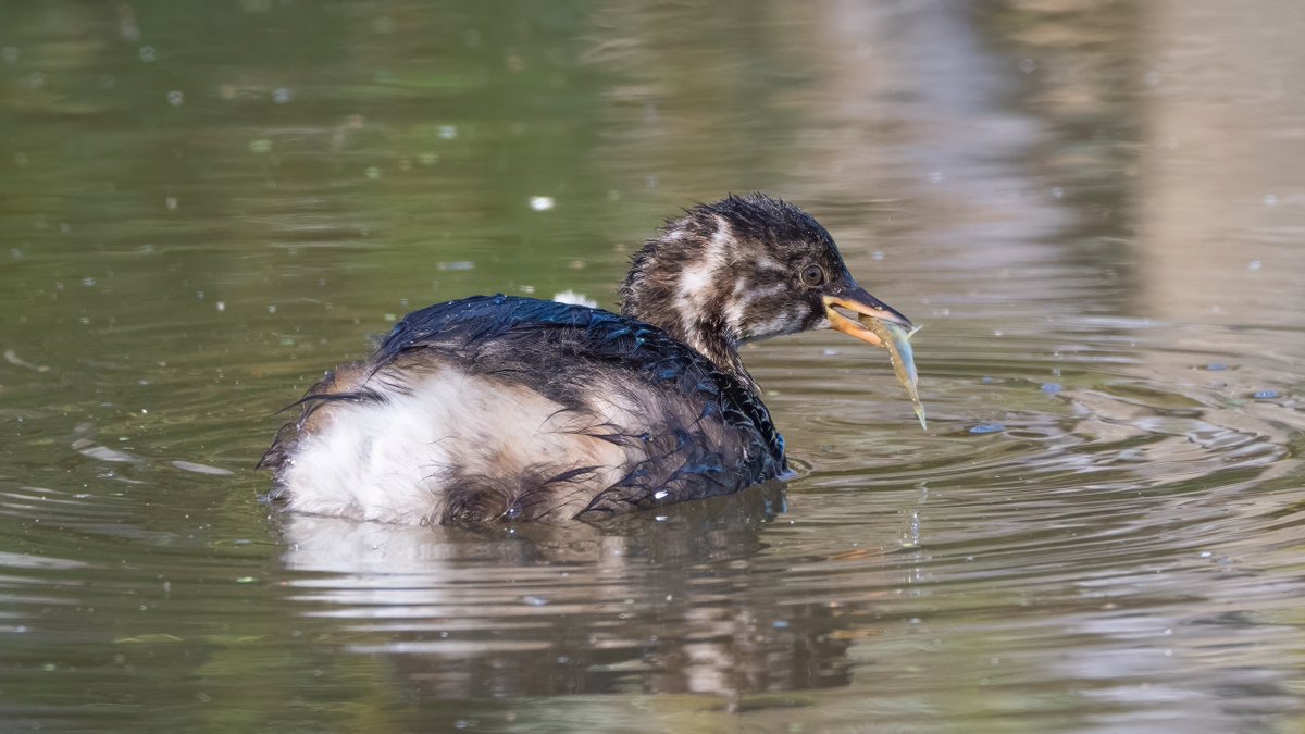 johnfulla's tweet image. Little Grebe at WWT