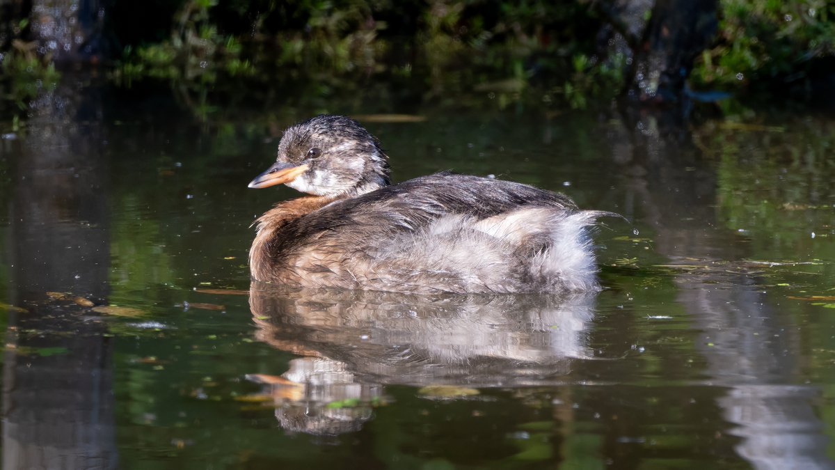 johnfulla's tweet image. Little Grebe at WWT