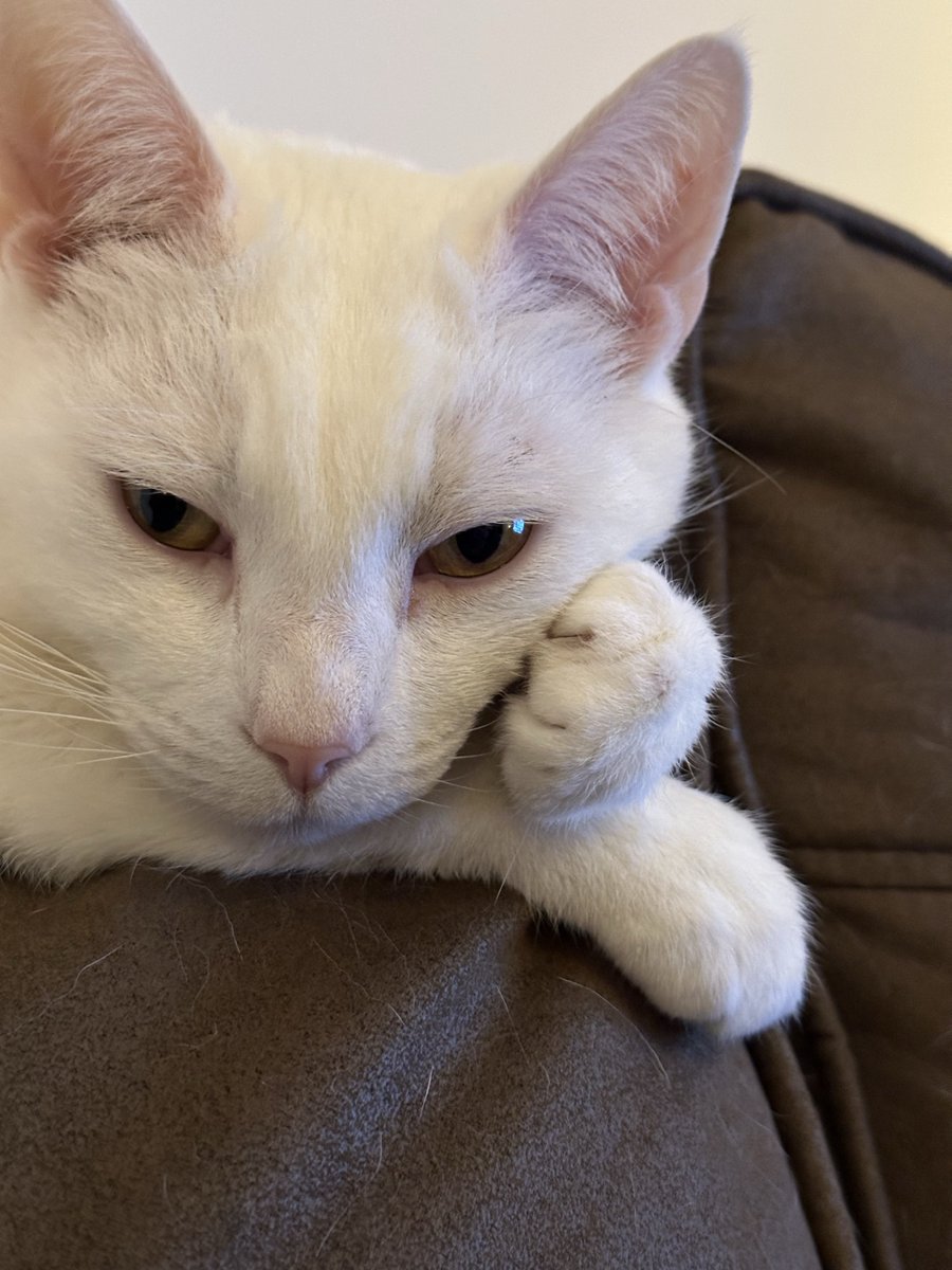 Dazzy 🇪🇺 tweet media