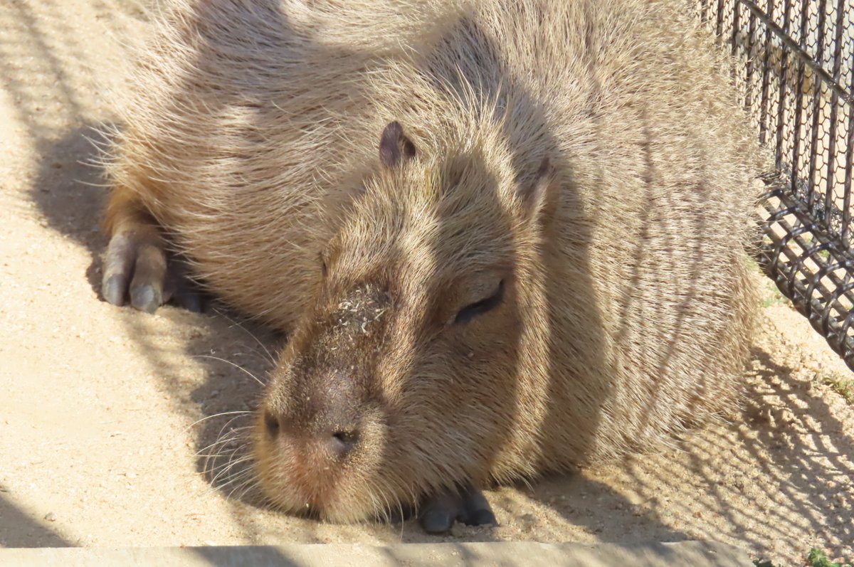 カピバラ子　0728ー0801 カピバラ子 0728ー0801 カピバラ」に関する@capybaracameraの