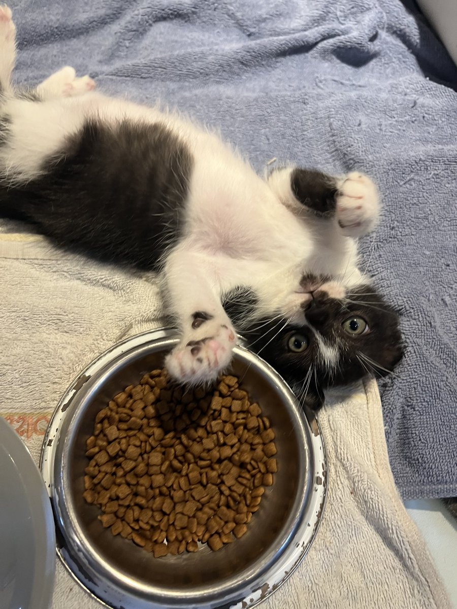 flyingpetclinic's tweet photo. [입양홍보] 이제 800그램 넘은 수컷 고양이입니다. 처음에는 사람을 경계했지만, 이제 손길이 좋아 구룩거리며 데굴데굴 구릅니다. 가족을 찾아요. https://t.co/ObMsAk0lhM
