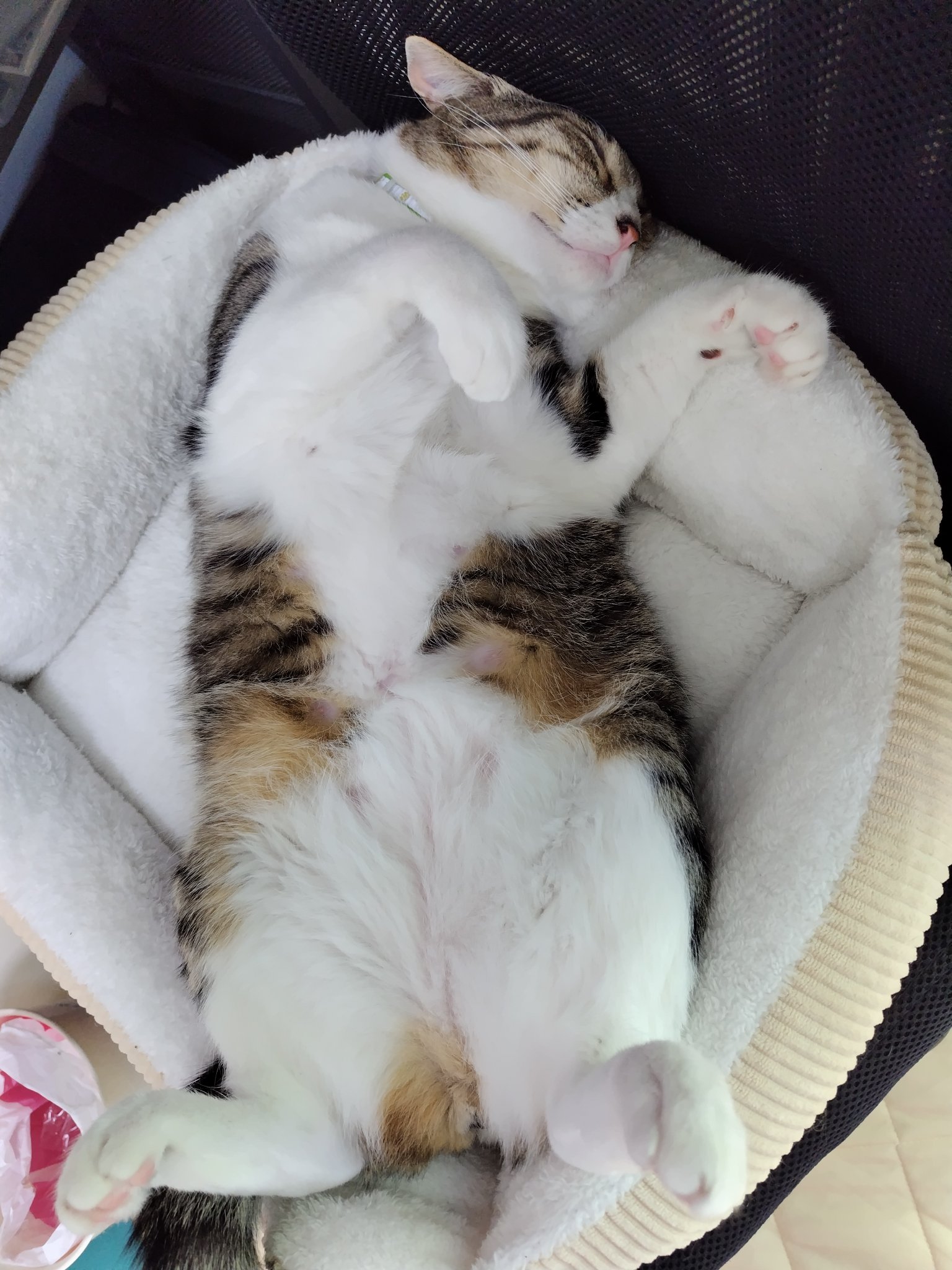 白猫好き イト様 ダイソン好きキジ白ネコ(基本フォロバ) on X