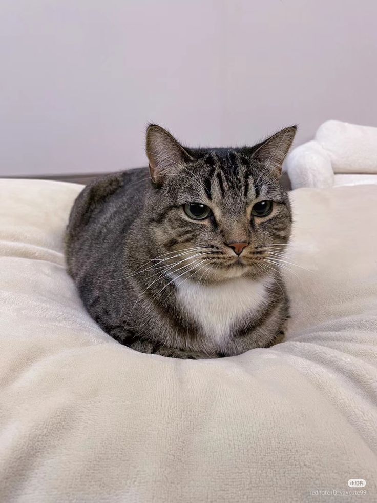 ShouldHaveCat's tweet image. 