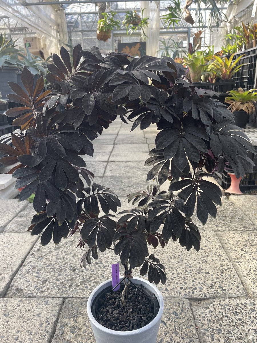 STAFF_take's tweet photo. Solanum uleanum

ナス科の真っ黒クライマー
肥料モリモリ、◯仕立てでボリューミーに🐦‍⬛
花は咲くんかなー

from  @taiyoengei 

#solanumuleanum https://t.co/Lar1rgNwnm