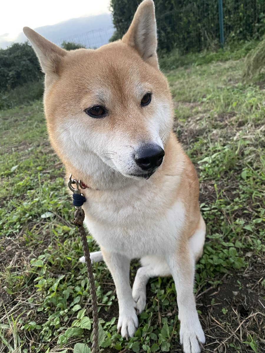 芝犬です。 Zanies Funny Face Latex Dog Toy 6-pack