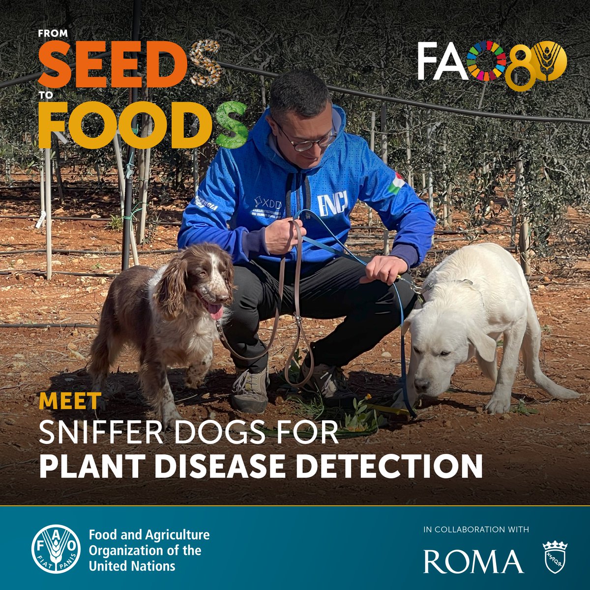🐶🌿Meet the sniffer dogs trained to detect plant diseases before they spread!

Join us at the <a href="/FAO/">Food and Agriculture Organization</a> Global Exhibition: From Seeds to Foods to see how innovation and nature work hand in hand to protect crops and ensure healthy food systems. 🌍🌾

📅 10–13 October
📍 Park of Porta