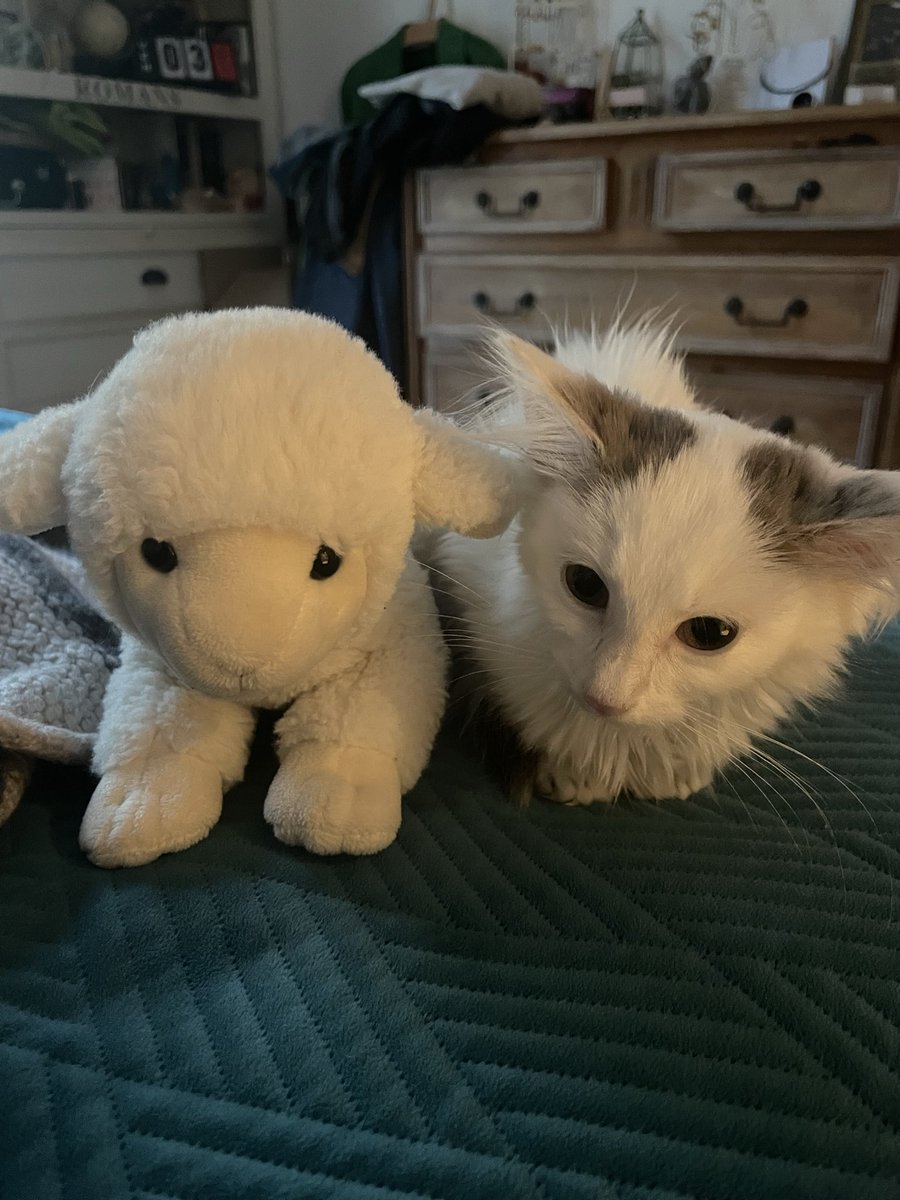 Repose en paix ma petite Shoya… Je ne t’ai connue que trois jours, mais je t’ai aimé très fort. 💔