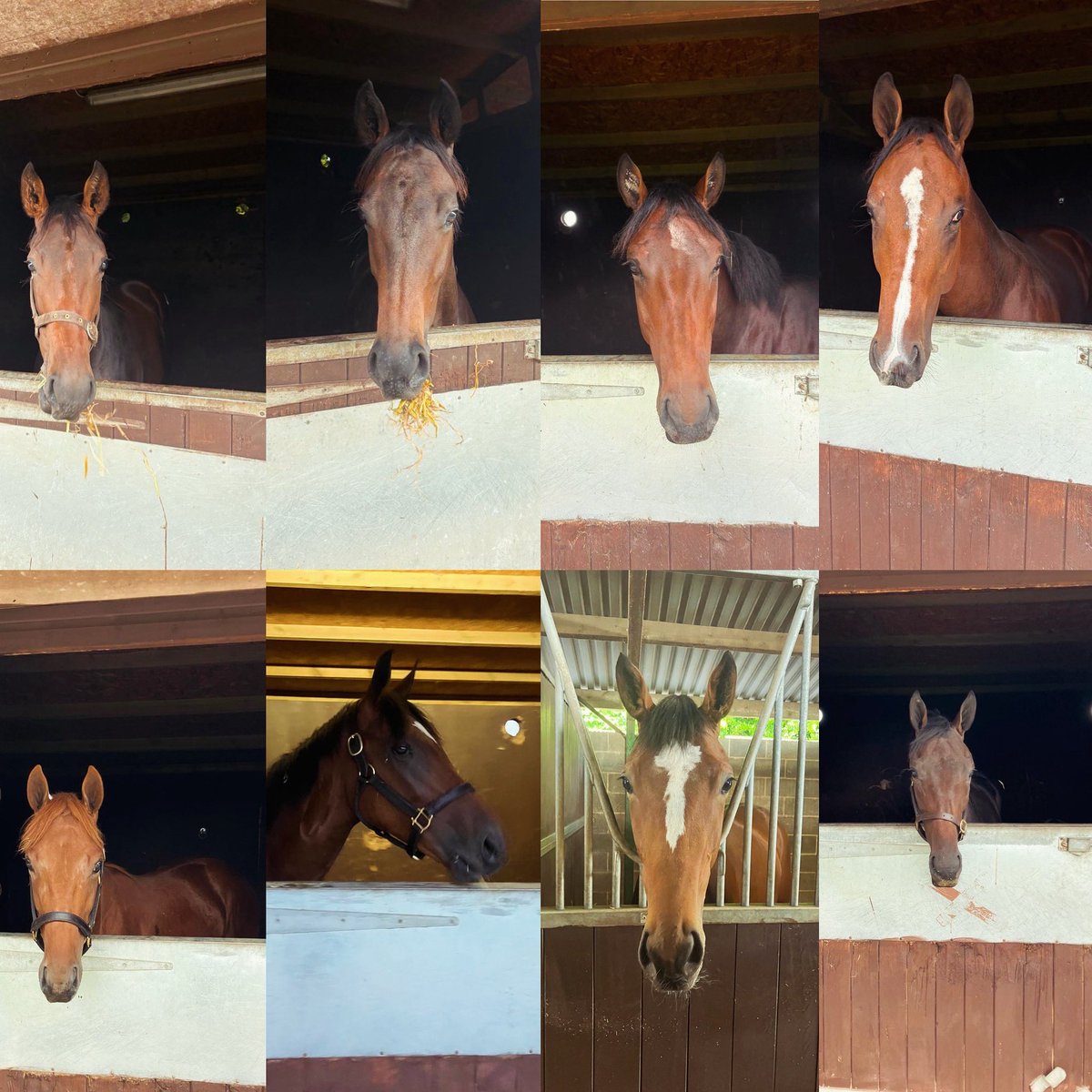 Plenty of new arrivals this week from the <a href="/Tattersalls1766/">Tattersalls</a> Book 1 Yearling Sale. A busy time of year with some exciting young prospects joining the yard. Our operation is focused on horsemanship, and it’s a privilege to play a small part in this early stage of their careers. 🏇