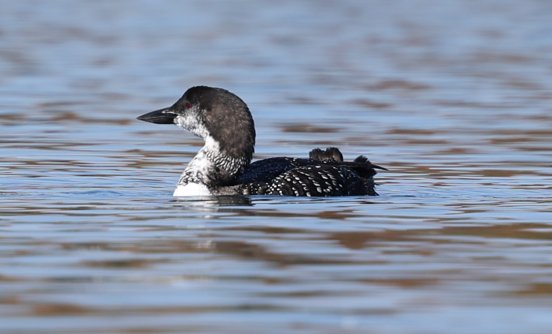 loons9997's tweet photo. I love watching the loons change every fall https://t.co/p3Ix4hee9d