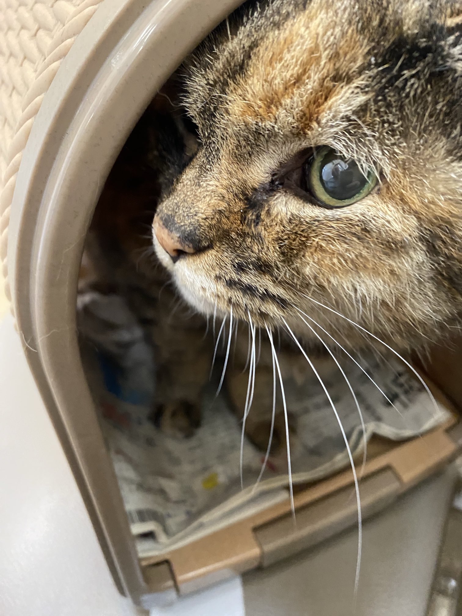 猫先輩二枚ブラックと白 猫先輩二枚ブラックと白 カード検索 ｜ Z/X