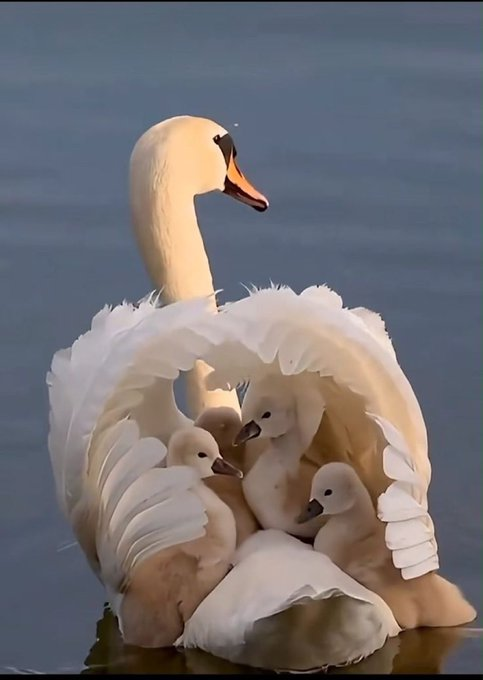 Mommy swan and her babies.. 😊