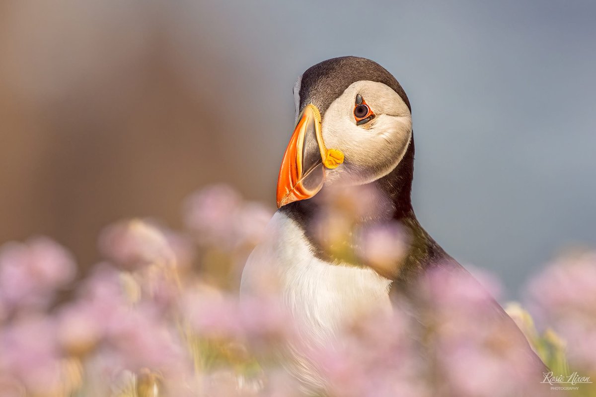 This summer, we explored the Saltee Islands, capturing the adorable wee puffins in their natural habitat! #SalteeIslands #Ireland #WildlifePhotography
