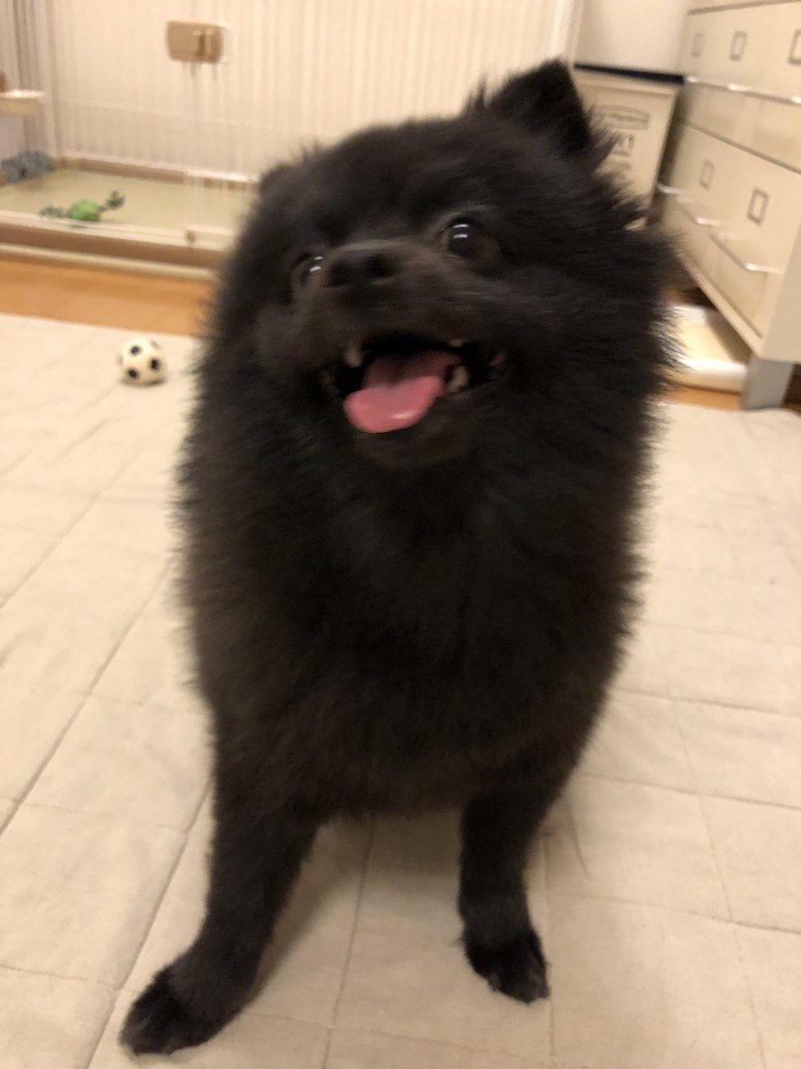 帰宅ただいま〜お待たせ🐻
琥珀そんじゃとりま遊びますか😊

#いたずらばっかりポメラニアン
#今夜は短パンでは寒いわ
#カミカミがひどいよ