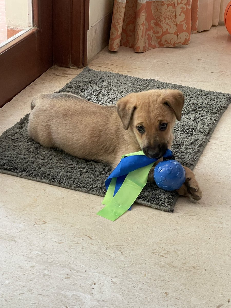 Finally ! I m a dog mom ! 😊
My son rescued this cutie from the street