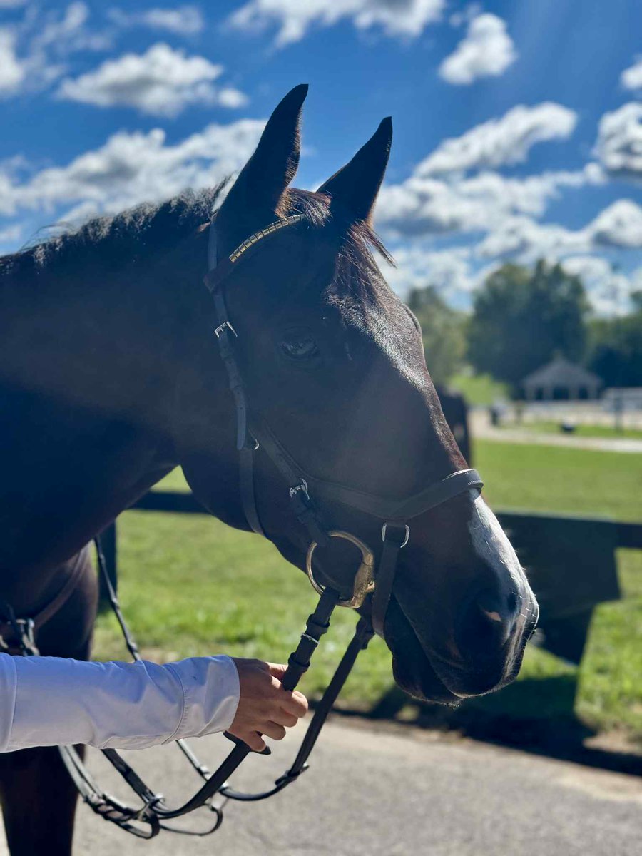 Go Grad, bred by McMahon of Saratoga Thoroughbreds and now known as Grady to his owner Taylor Faccio, is competing this week at the <a href="/RRP_TBMakeover/">Retired Racehorse Project</a>.
We’re proud to follow his journey and will be cheering him on 💚
Swipe to see him on our farm as a foal and today as a sport horse!