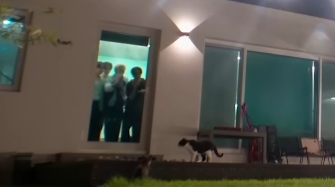 ほのぼのホームビデオだから庭に来た猫が見たくて集まるシーンとか全然あるのありがたい
