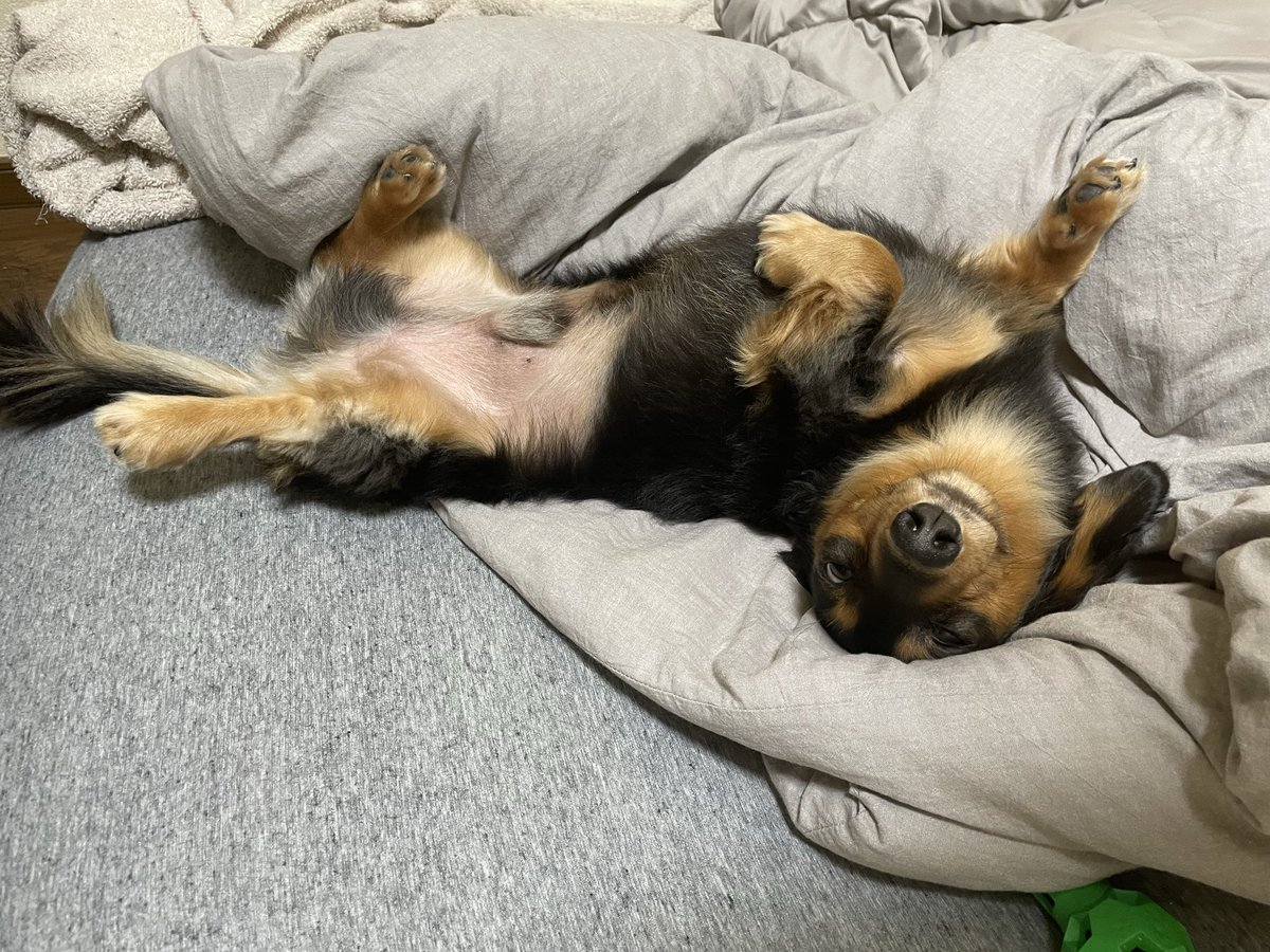 ロイくん🐶Mダックス♂ (@roiroi_reon02) / Posts / X