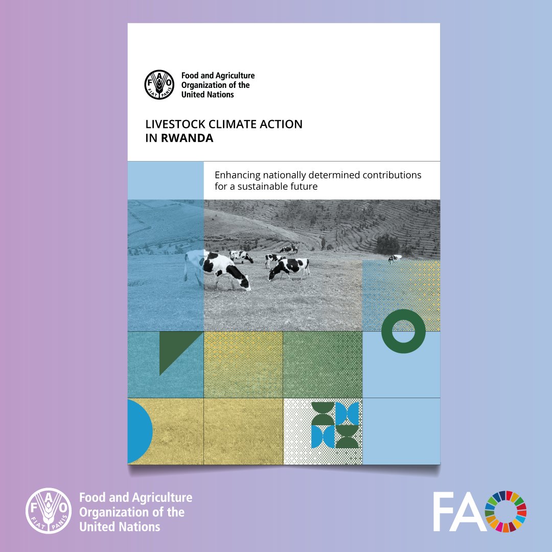 🐄Dairy cattle are at the center of Rwanda’s livestock growth. But are also the largest source of methane emissions.

This <a href="/FAO/">Food and Agriculture Organization</a> study estimates emissions and shows how zero-grazing systems dominate the sector’s footprint.

🔗doi.org/10.4060/cd6699…

#SustainableLivestock #Methane