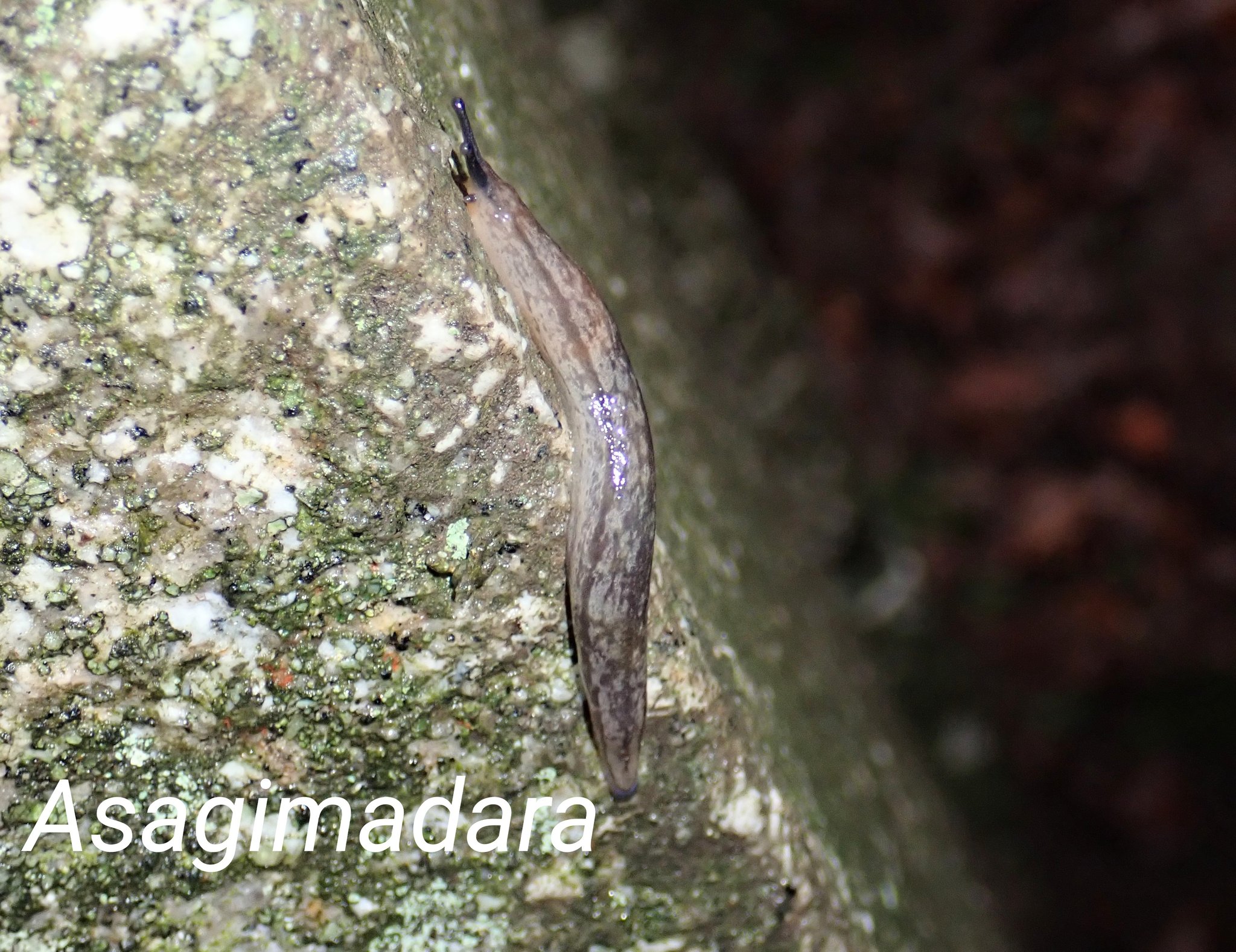 浅黄斑蝶🔰 (@64Asagimadara) / X