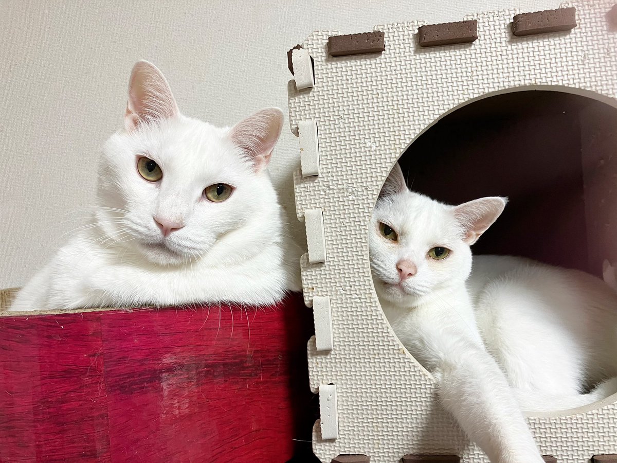 NANA猫ページ JiJi NaNa cats (@ygk0701) / Posts / X